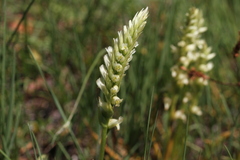 Spiranthes romanzoffiana
