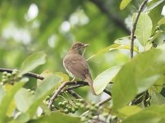 Iole viridescens cinnamomeoventris