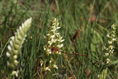 Spiranthes × stellata