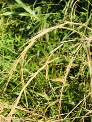 Elymus tsukushiensis