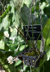 Paraphalaenopsis serpentilingua