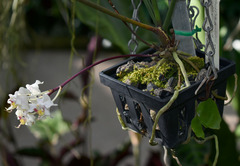 Paraphalaenopsis serpentilingua