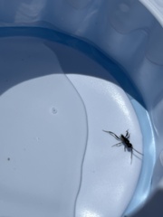 Zeuxevania splendidula