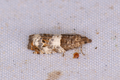 Notocelia trimaculana