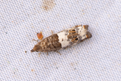 Notocelia trimaculana