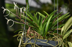Vanda falcata