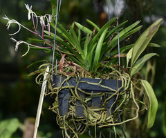 Vanda falcata