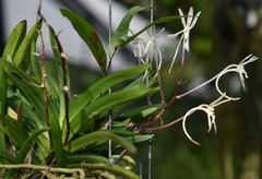 Vanda falcata
