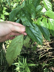 Rhamnus nakaharai