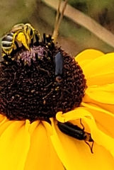 Nemognatha nemorensis