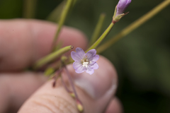 Epilobium collinum