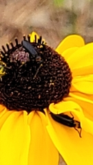 Nemognatha nemorensis