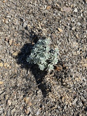 Odontarrhena obtusifolia