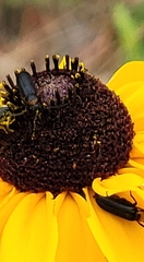 Nemognatha nemorensis