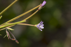 Epilobium collinum