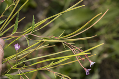Epilobium collinum