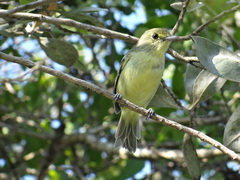 Vireo pallens