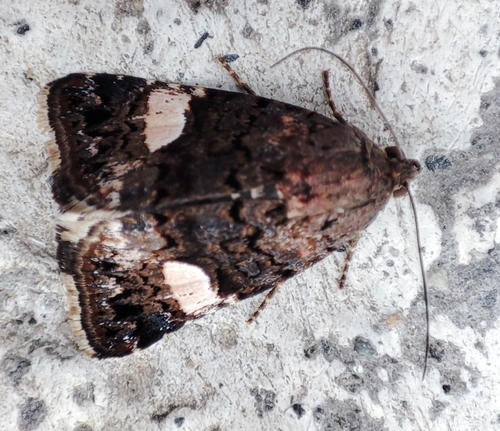 Slakova sovica (Tyta luctuosa)
