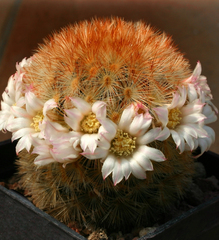 Mammillaria carmenae
