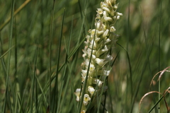 Spiranthes romanzoffiana
