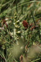 Spiranthes × stellata