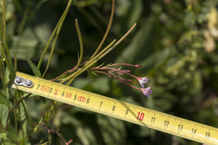 Epilobium collinum