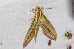 Cechetra lineosa