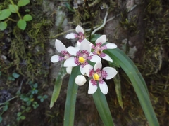 Sarcochilus fitzgeraldii