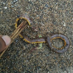 Ichthyophis garoensis