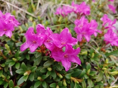 Rhododendron myrtifolium