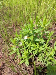 Gratiola officinalis