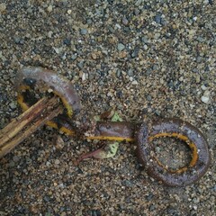 Ichthyophis garoensis