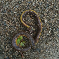 Ichthyophis garoensis