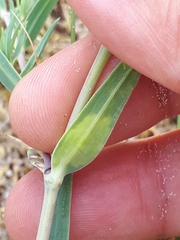 Scaptomyza graminum