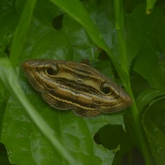 Spirama retorta