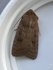 Hoplodrina blanda