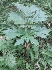 Heracleum persicum