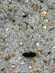 Heteroderes amplicollis