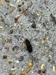 Heteroderes amplicollis