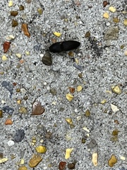 Heteroderes amplicollis