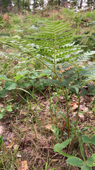 Pteridium pinetorum