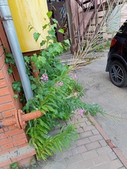 Chamaenerion angustifolium