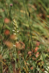 Spiranthes × stellata