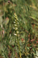 Spiranthes × stellata
