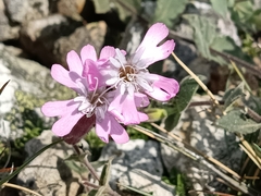 Silene foetida