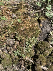 Androsace septentrionalis