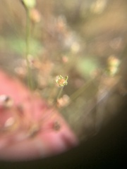 Androsace septentrionalis