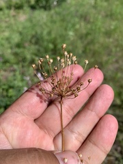 Androsace septentrionalis