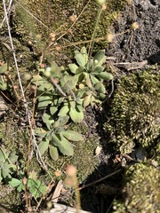 Androsace septentrionalis