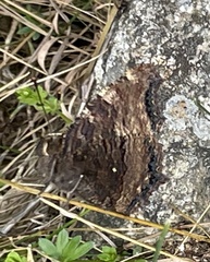 Nymphalis